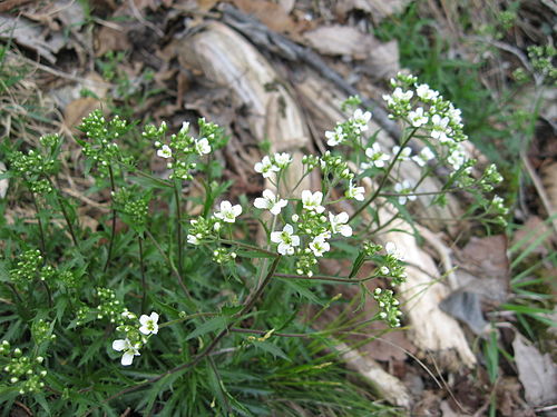 Draba ramosissima